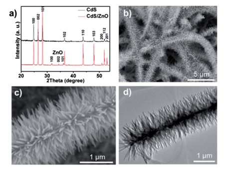 圖1：（a）CdS納米帶與CdS/ZnO樹(shù)枝狀異質(zhì)結(jié)的XRD峰對(duì)比。（b）低倍數(shù)SEM下觀測(cè)到的CdS/ZnO樹(shù)枝狀異質(zhì)結(jié)。（c）（d）分別對(duì)應(yīng)SEM和TEM下觀測(cè)到的CdS/ZnO樹(shù)枝狀異質(zhì)結(jié)。