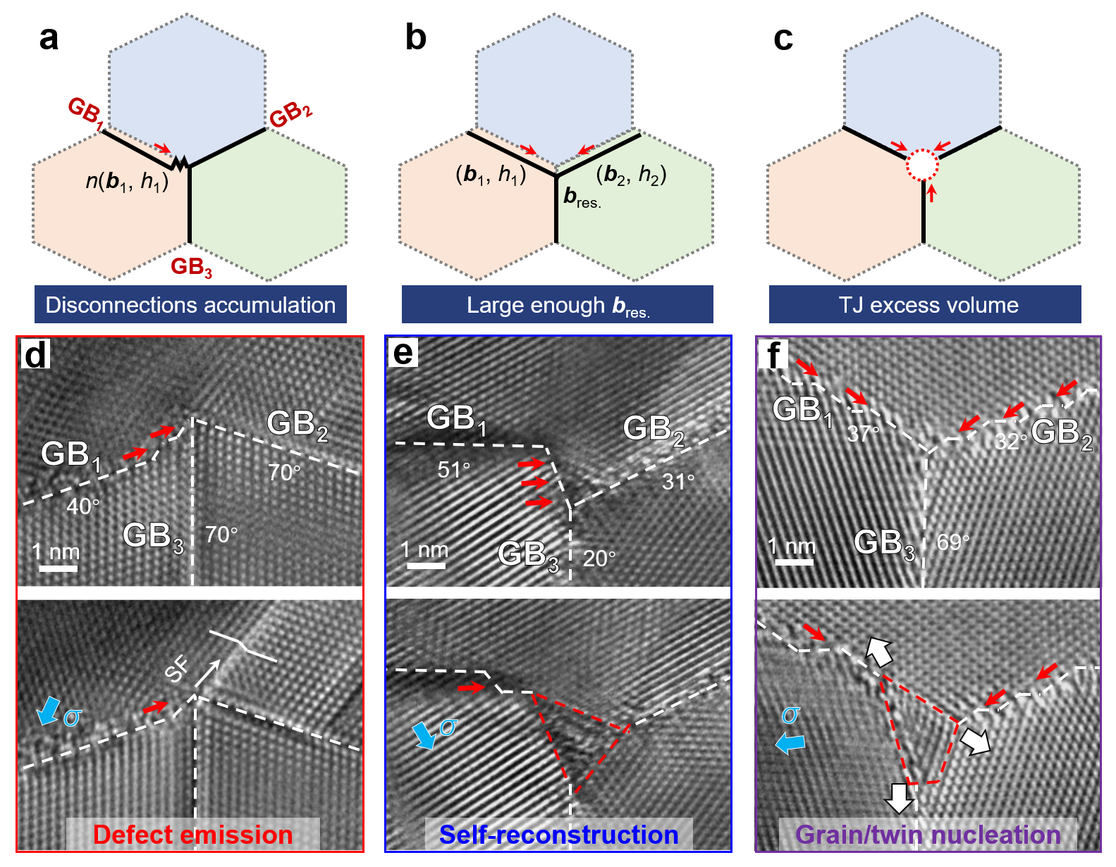 失配位錯介導的TJ動力學非保守模式 失配位錯介導的TJ動力學非保守模式